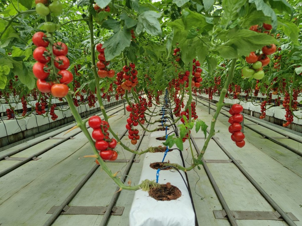 四川人的大食物观②丨把一亩番茄种出四亩产量 这样的大棚有啥奥妙？_四川在线