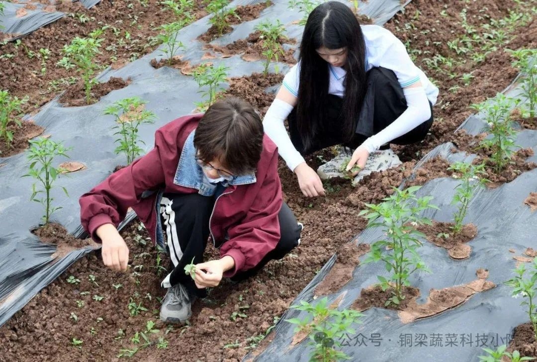 WPS图片(1)